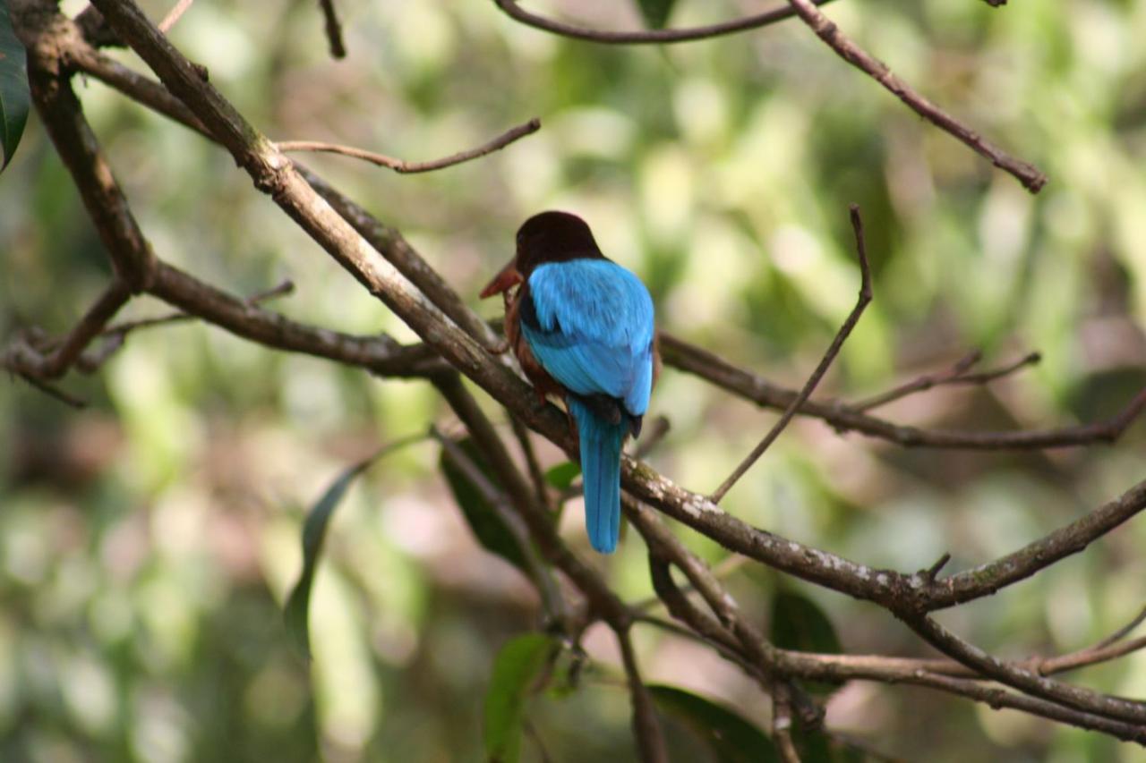 The Enchanting Nest Borim Buitenkant foto